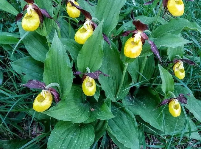 Apartment El Estacho De *