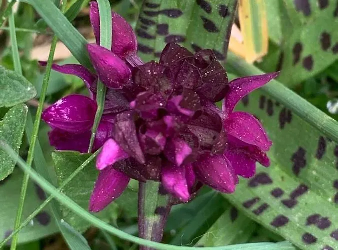 El Estacho De Panticosa