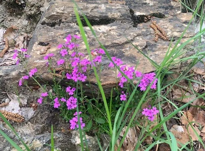 El Estacho De Apartment *